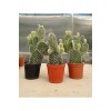 Beyaz Tavşan Kulağı Kaktüs Büyük Boy - Opuntia Kaktüs 8.5 cm Saksı Beyaz Tavşan Kulağı Kaktüs Büyük Boy - Opuntia Kaktüs 8.5 cm Saksı