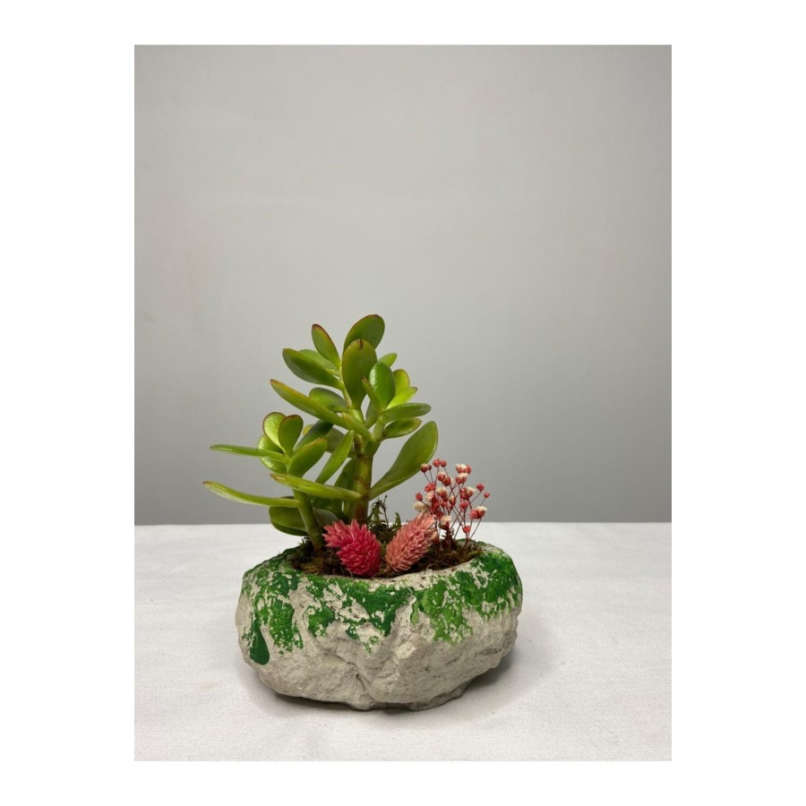 Taş Serisi Crassula Tasarım - Para Çiçeği Taş Serisi Crassula Tasarım - Para Çiçeği