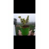 Bonsai Para Ağacı Fidanı 8.5 Saksıda 15-20 cm