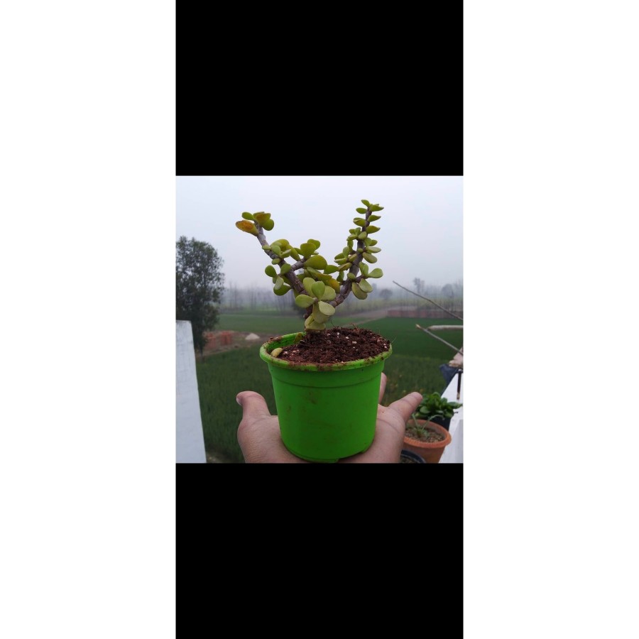 Bonsai Para Ağacı Fidanı 8.5 Saksıda 15-20 cm
