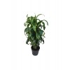 Dracaena Fragrans 'Dorado'