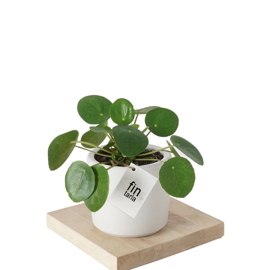 Pilea Para Çiçeği 15 Cm Pilea Para Çiçeği 15 Cm