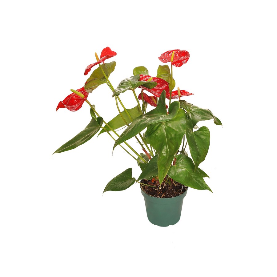 Antoryum-anthurium-flamingo Çiçeği.