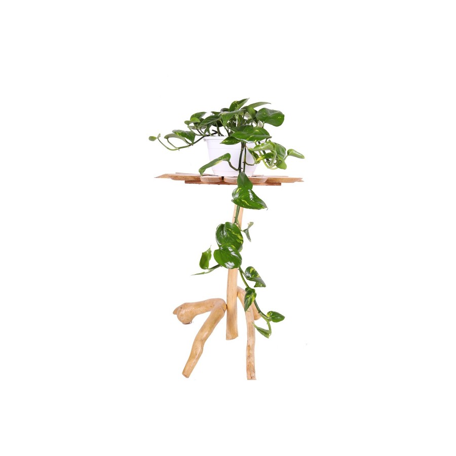 Pothos (Potos) Salon Sarmaşığı - Epipremnum Aureum 10-20 cm