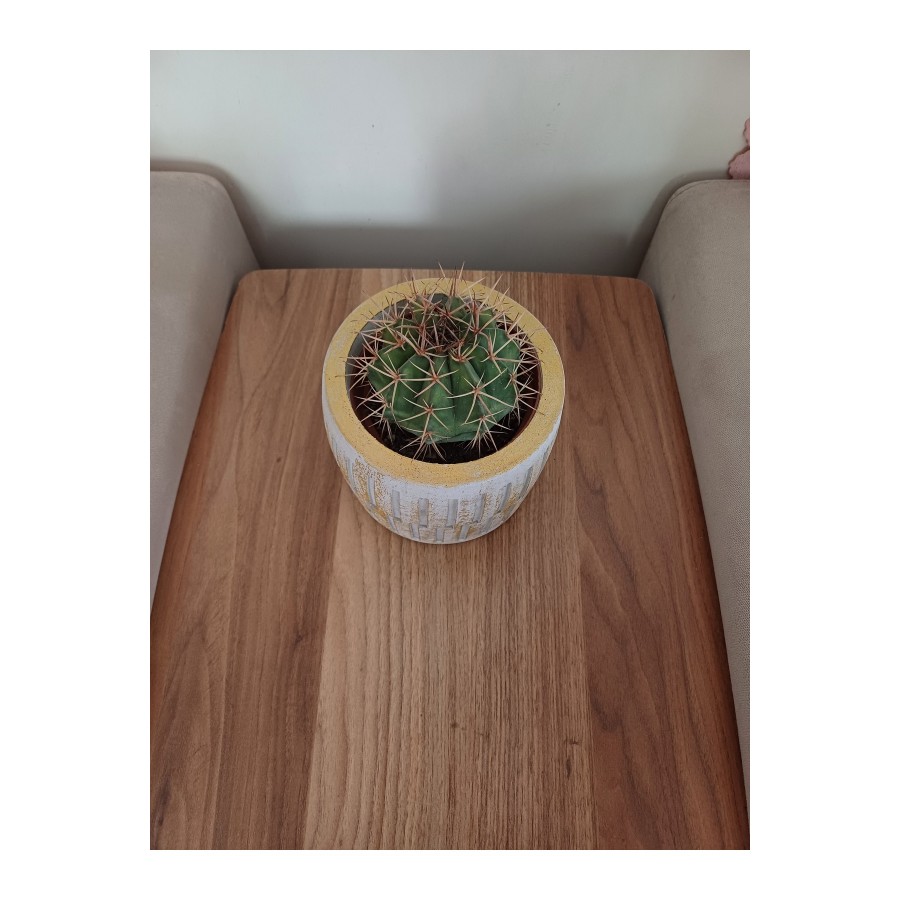 Saksıda Melo Kaktüs 14cm Çap