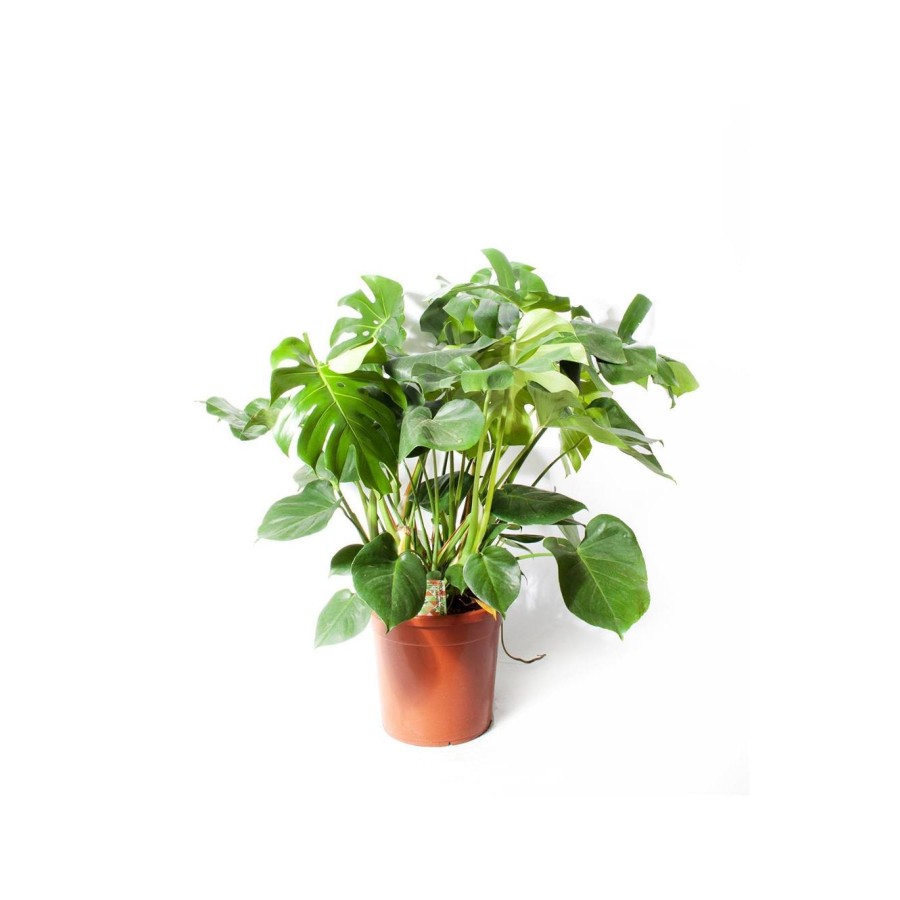 Monstera Deliciosa | Deve Tabanı 30cm Ø H:115 Monstera Deliciosa | Deve Tabanı 30cm Ø H:115