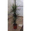 Dracaena Marginata