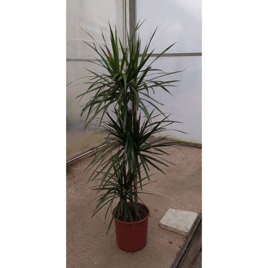 Dracaena Marginata
