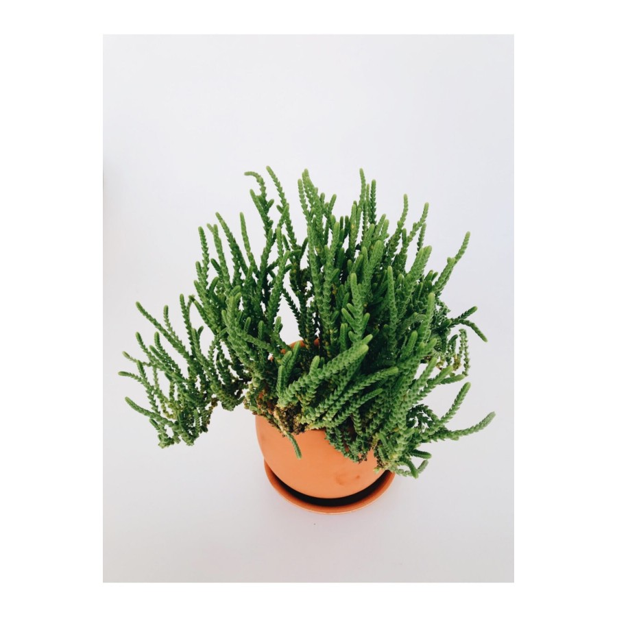 Prenses Çamı / Crassula Muscosa / Sukulent