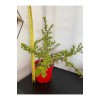 Sukulent Portulacaria Afra Variegate Fil Azığı Sukulent Portulacaria Afra Variegate Fil Azığı