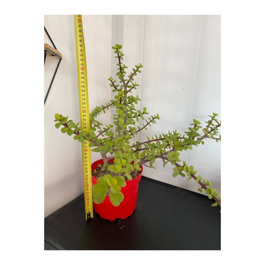 Sukulent Portulacaria Afra Variegate Fil Azığı Sukulent Portulacaria Afra Variegate Fil Azığı