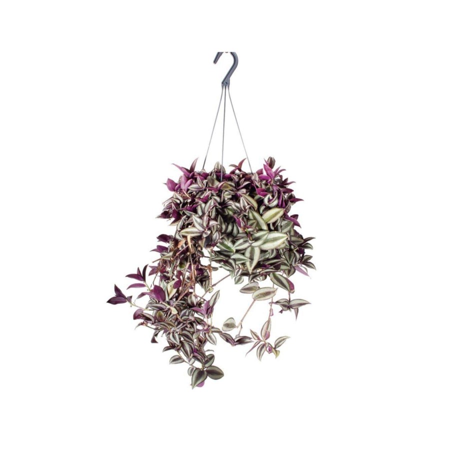 Tradescantia Zebrina Purpusii (telgraf Çiçeği) Tradescantia Zebrina Purpusii (telgraf Çiçeği)