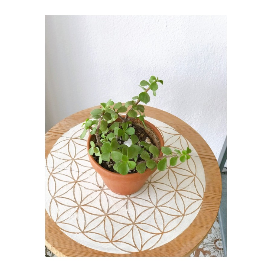 Portulacaria Afra Para Bitkisi