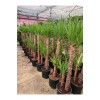 YUCCA İKİLİ EXTRA (45-90cm) p21 avize çiçeği YUCCA İKİLİ EXTRA (45-90cm) p21 avize çiçeği
