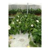 Pilea Çin Para Ağacı Büyük Boy