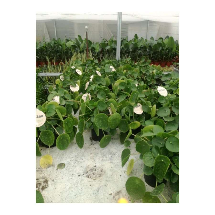 Pilea Çin Para Ağacı Büyük Boy