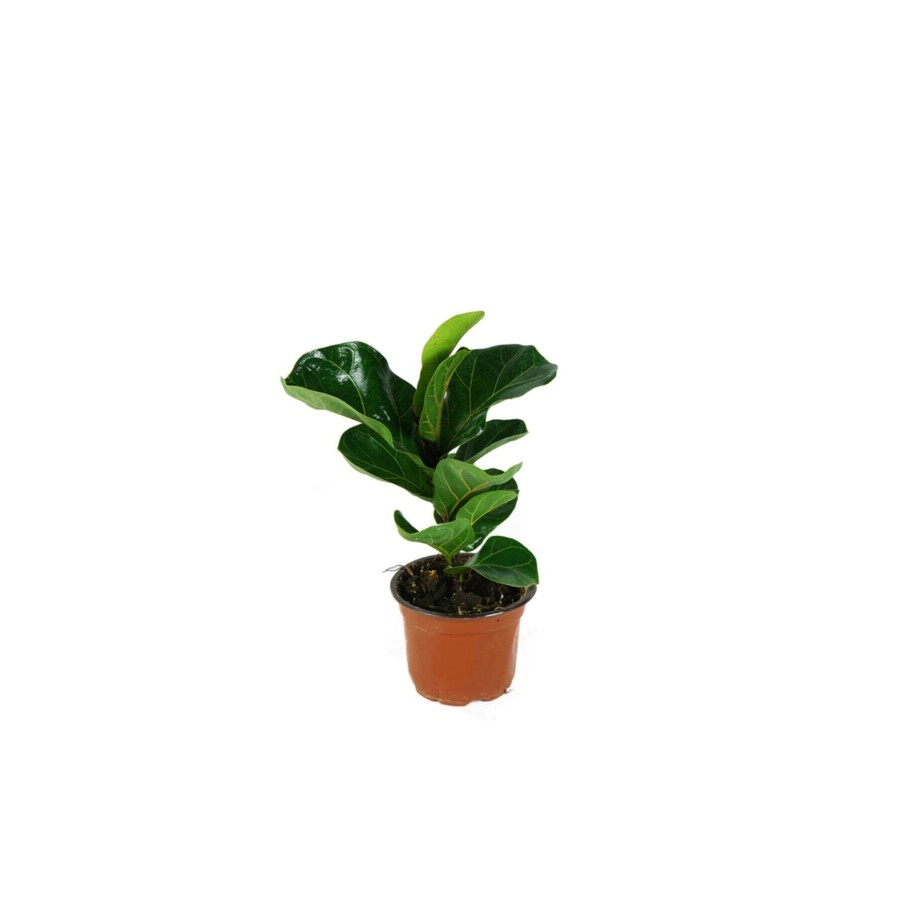 Ficus Lyrata Bambino - Keman Yapraklı Kauçuk Bitkisi Tek Kök Ficus Lyrata Bambino - Keman Yapraklı Kauçuk Bitkisi Tek Kök