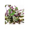 Tradescantia Zebrina Saksıda