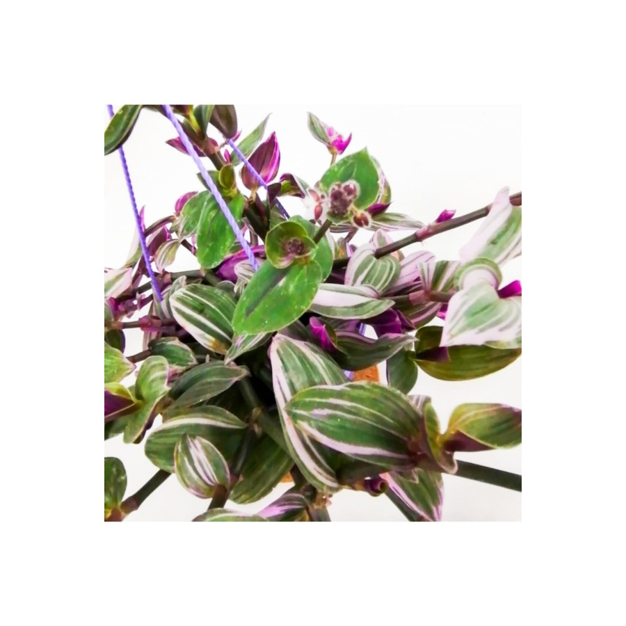 Tradescantia Zebrina Saksıda