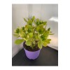 Sukulent Crassula Ovata Para Çiçeği