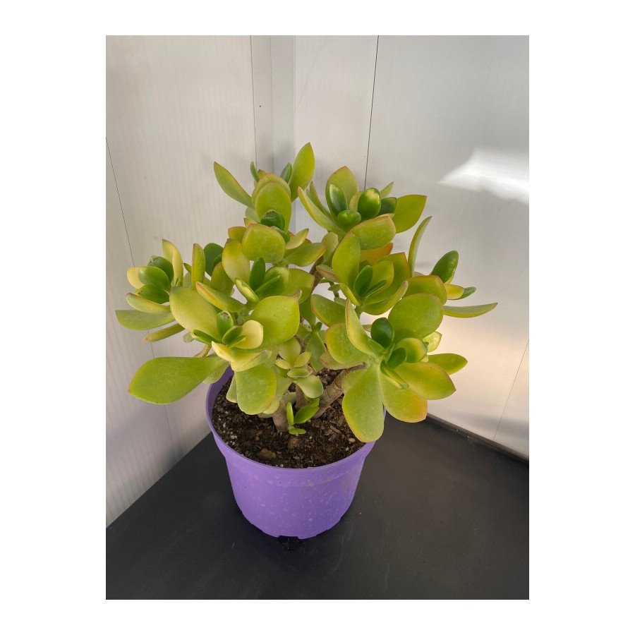 Sukulent Crassula Ovata Para Çiçeği