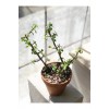Portulacaria Afra Para Bitkisi