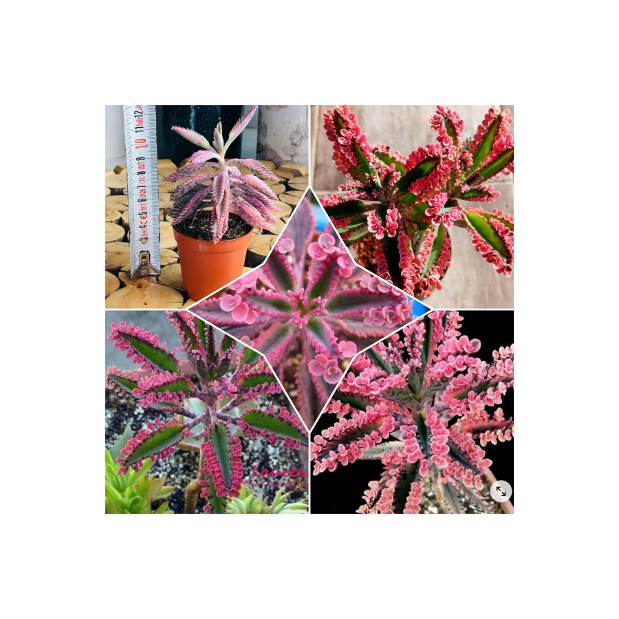 Aşkın Gözyaşı Pembe 5.828882
