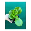 Umut Bitkisi Peperomia Obtusifolia