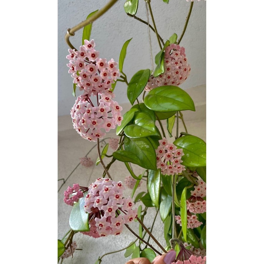 Pembe-Kırmızı Yıldız Çiçekli Hoya Carnosa Mum Çiçeği Fidanı Pembe-Kırmızı Yıldız Çiçekli Hoya Carnosa Mum Çiçeği Fidanı