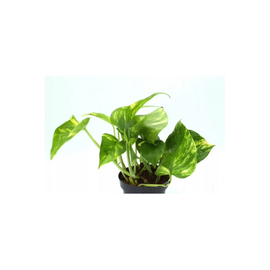 Pothos (Potos) Salon Sarmaşığı - Epipremnum Aureum 10-20 cm