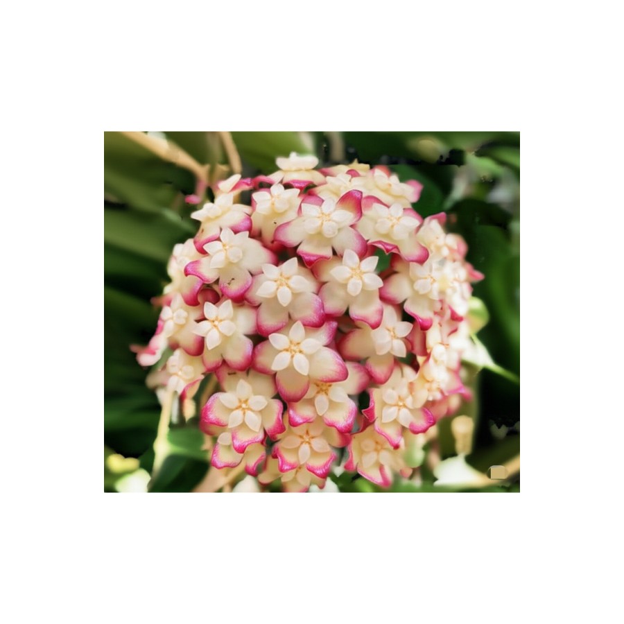 Büyüleyici Beyaz & Pembe Hoya Mum Çiçeği Fidanı Hoya Büyüleyici Beyaz & Pembe Hoya Mum Çiçeği Fidanı Hoya