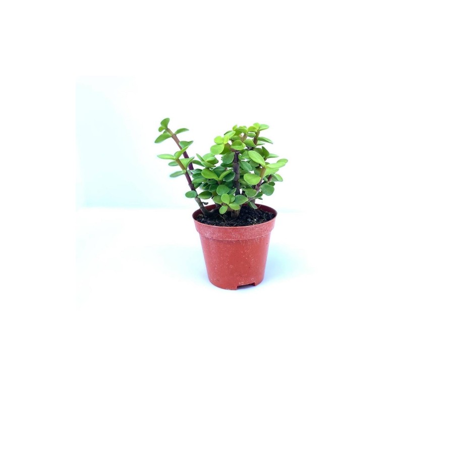 Portulacarya Para Çiçeği Sukulent 8,5 Cm Saksı
