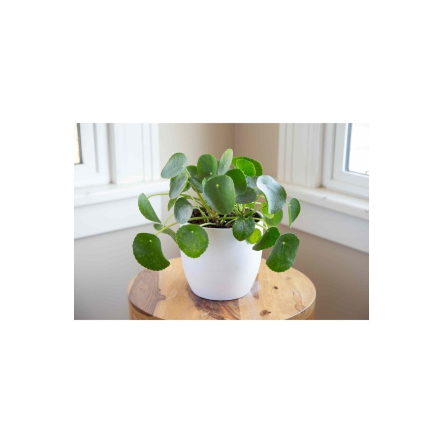 Pilea Peperomioides / Çin Para Bitkisi Pilea Peperomioides / Çin Para Bitkisi