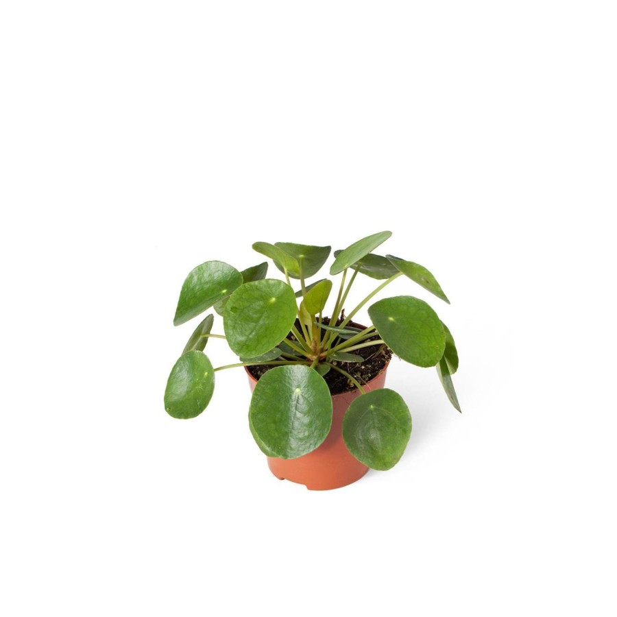 Pilea Peperomioides (ithal) 10,5cm Ø Pilea Peperomioides (ithal) 10,5cm Ø
