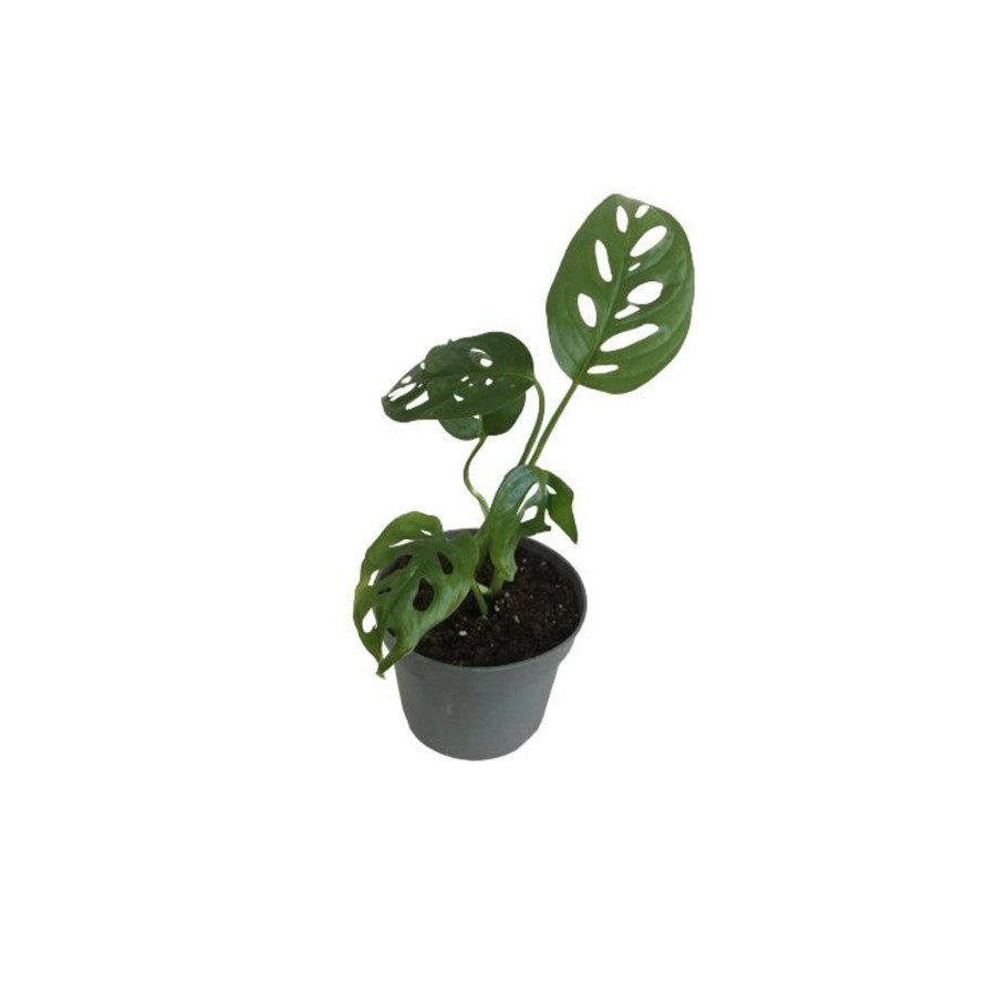 MİNİ BOY MONSTERA MONKEY MASK 25 CM