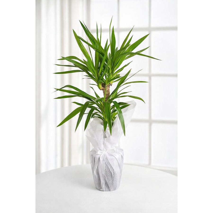 Yucca Bitkisi 2 gövdeli yuka bitkisi avize çiçeği 100 110 cm Salon bitkisi