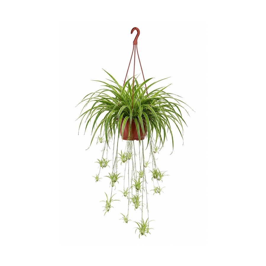 Kurdele Çiçeği – Chlorophytum comosum Askılı Saksı Kurdele Çiçeği – Chlorophytum comosum Askılı Saksı