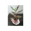 2 Adet Aşkın Gözyaşı Çiçeği - Saksı: 8cm – Kalanchoe Daigremontiana – Kolay Bakımlı