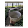 Kırçıllı taş Orkide bonsai ve aranjman saksısı no 1
