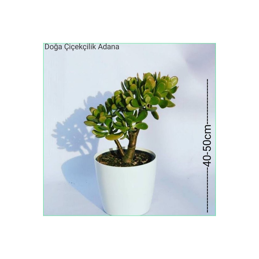 Para Ağacı Bereket, Iyi Şans Ve Para Çiçeği Crassula Ovata 0102