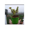 Bonsai Para Ağacı Fidanı 8.5 Saksıda 15-20 cm