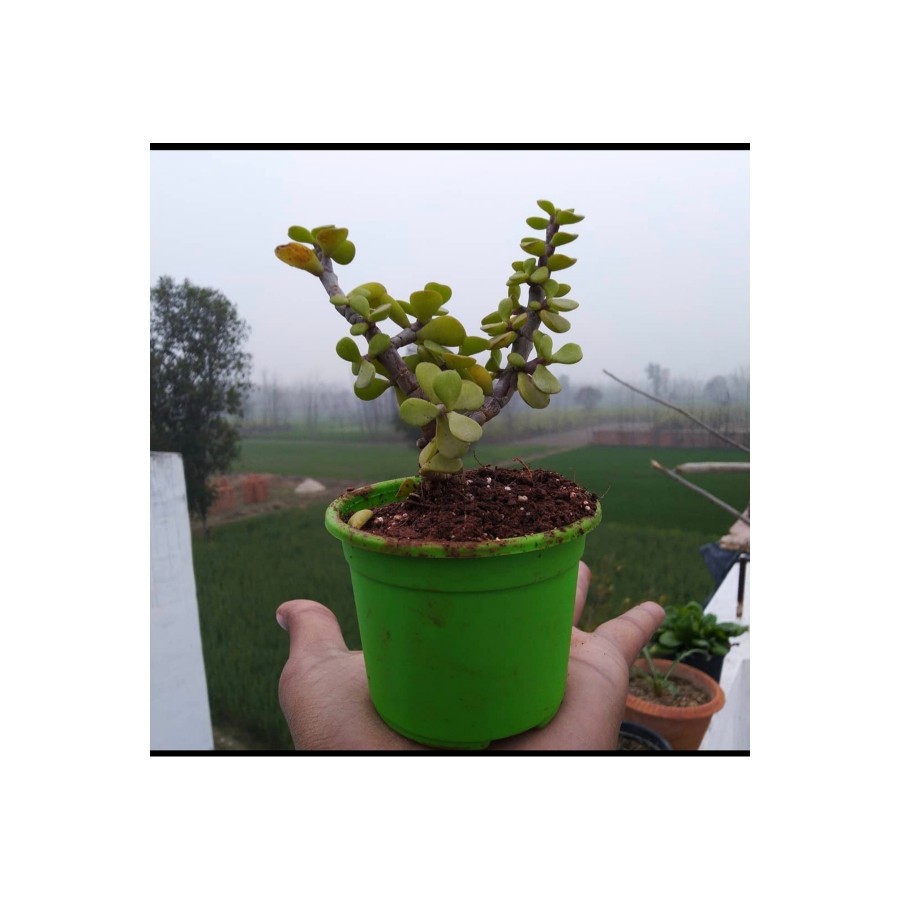 Bonsai Para Ağacı Fidanı 8.5 Saksıda 15-20 cm