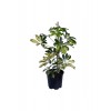 Alacalı Şeflera - Schefflera Güvenli Kutulu Gönderim - Tek Gövdeli - Bitki Boyu 40-50 Cm