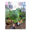 Çift köklü deve tabanı monstera 50-60 cm