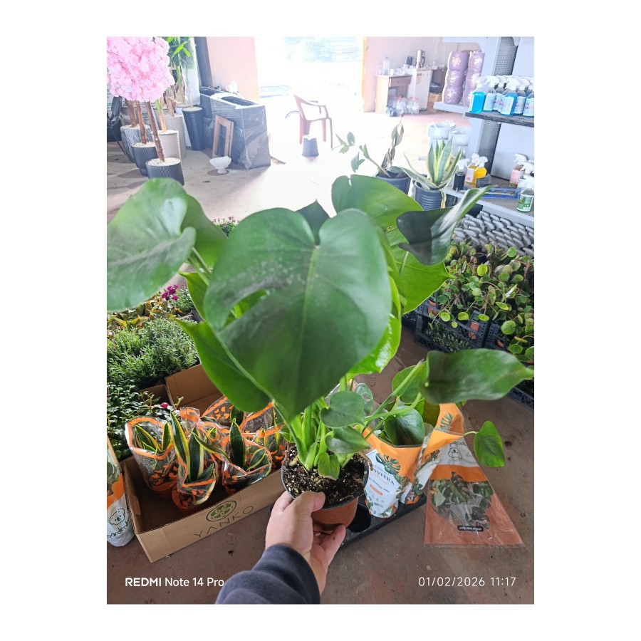 Çift köklü deve tabanı monstera 50-60 cm