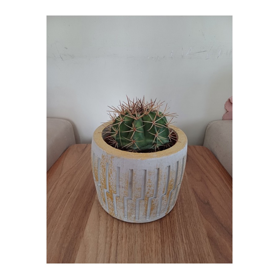 Saksıda Melo Kaktüs 14cm Çap