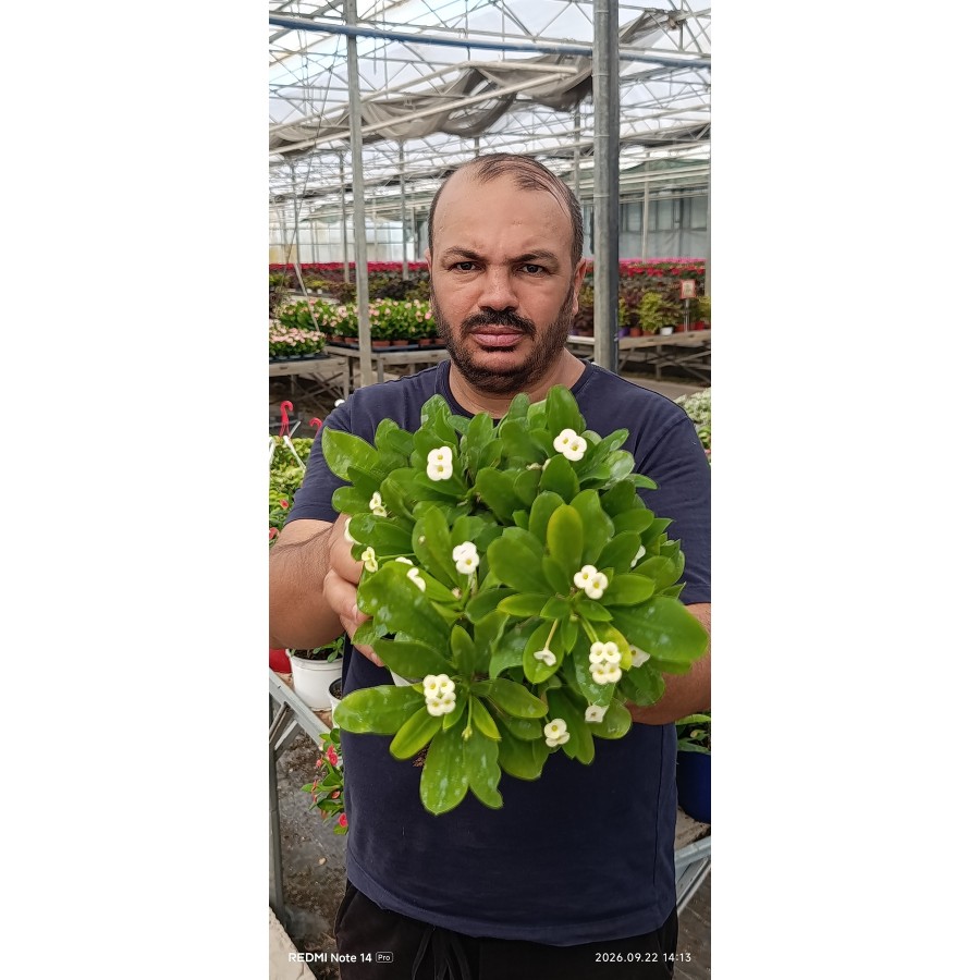 Beyaz Dikenler Tacı Euphorbia Milii Canlı Çiçekli Bitki – Dolgun Büyük Boy 35 cm