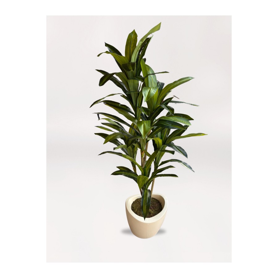 Fiber Saksıda Dracaena Fragrans Ağacı Fiber Saksıda Dracaena Fragrans Ağacı