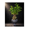 Ficus Ginseng Bonsai Canlı Bitki – Dekoratif Saksılı, Gösterişli ve Uzun Ömürlü
