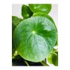 Pilea Peperomioides - Çin Para Ağacı - Ev Ofis Salon Iç Mekan Bitkisi
